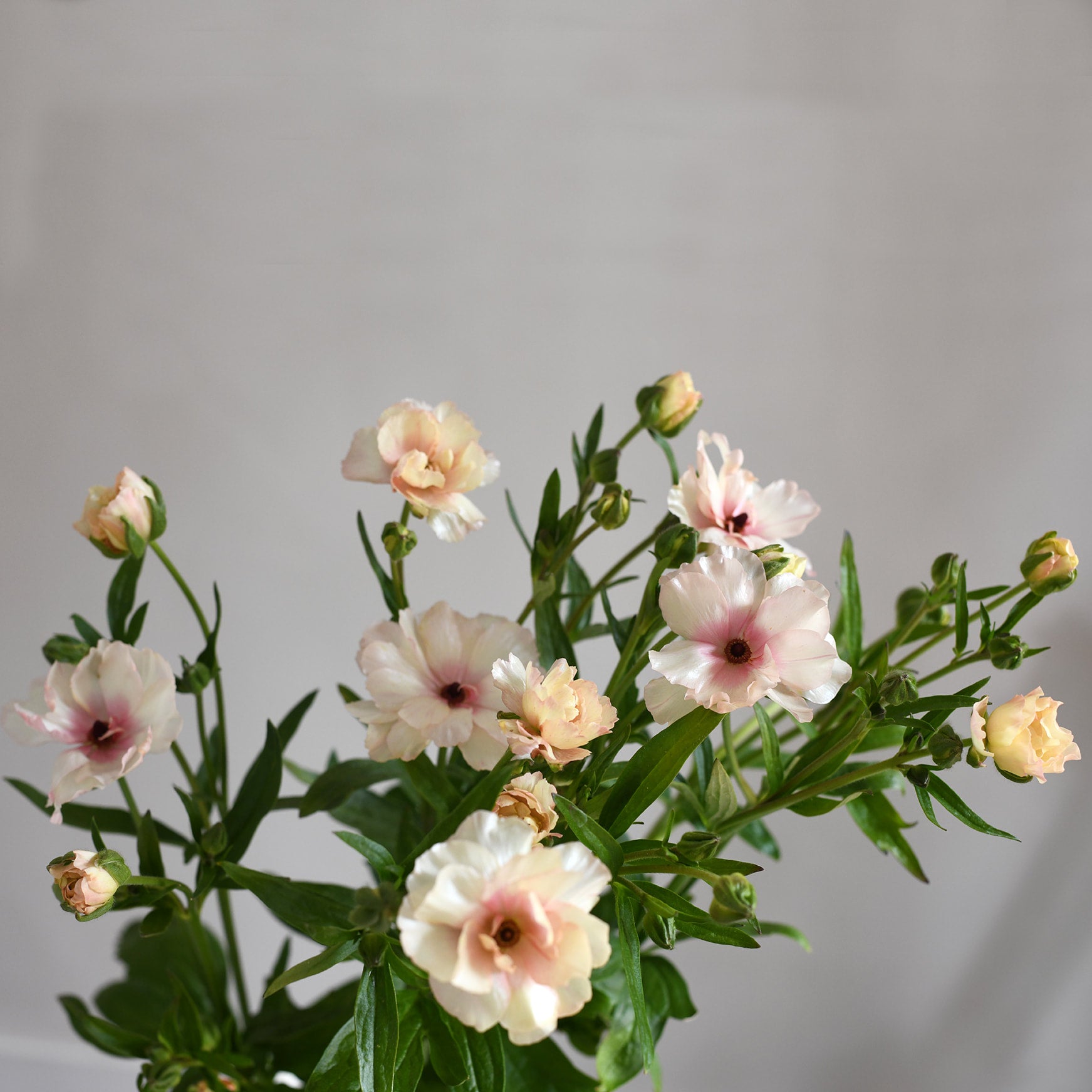 Butterfly Ranunculus Bunch (7 stems)