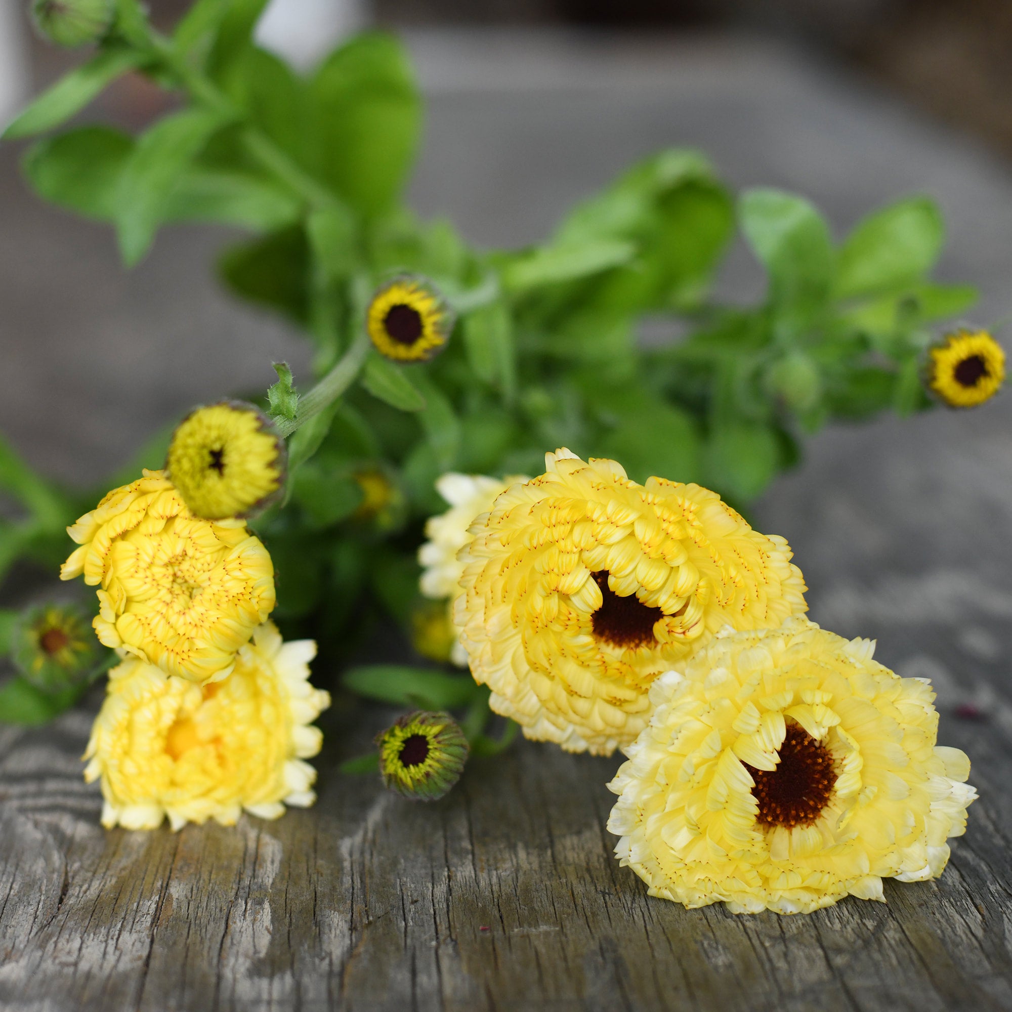 Ivory Princess calendula