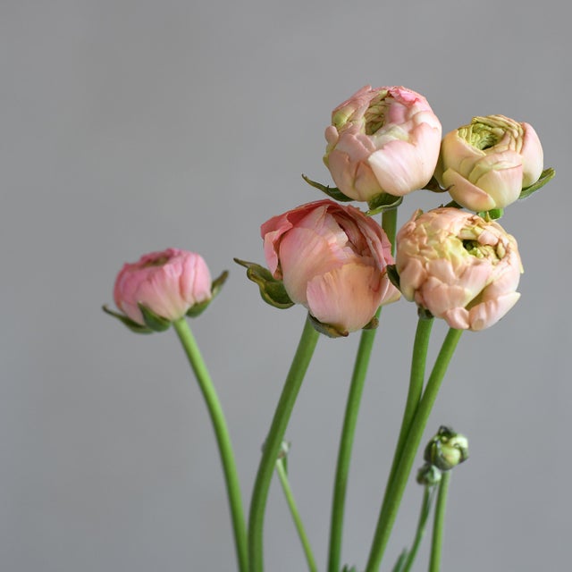 Pinks & Salmons