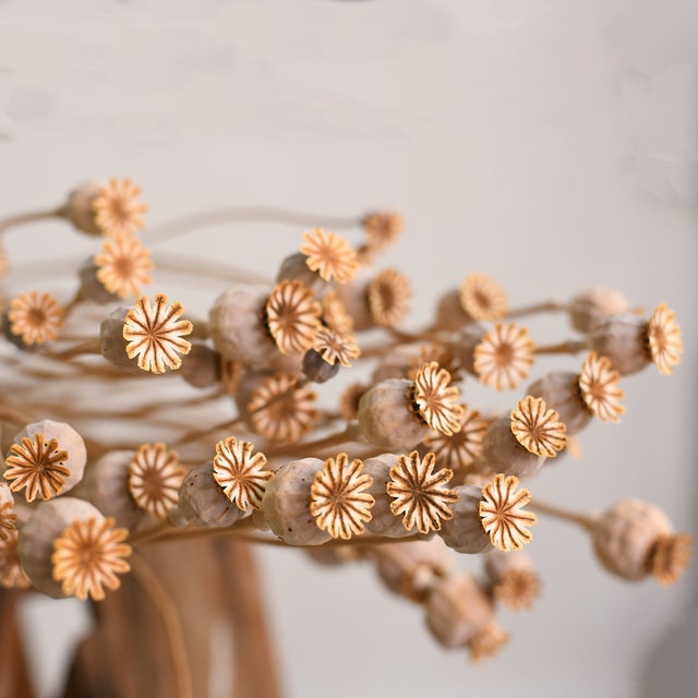 Dried