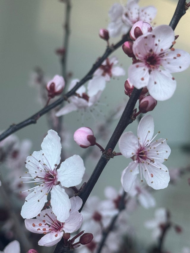 Branches