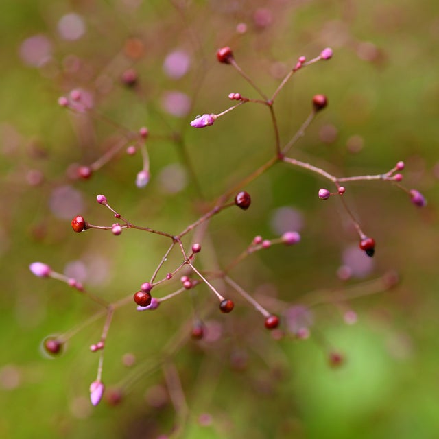 Textural ingredients