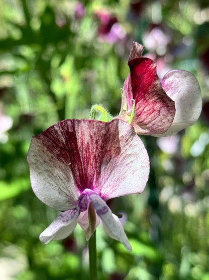 Sweet Pea, vining - Senator