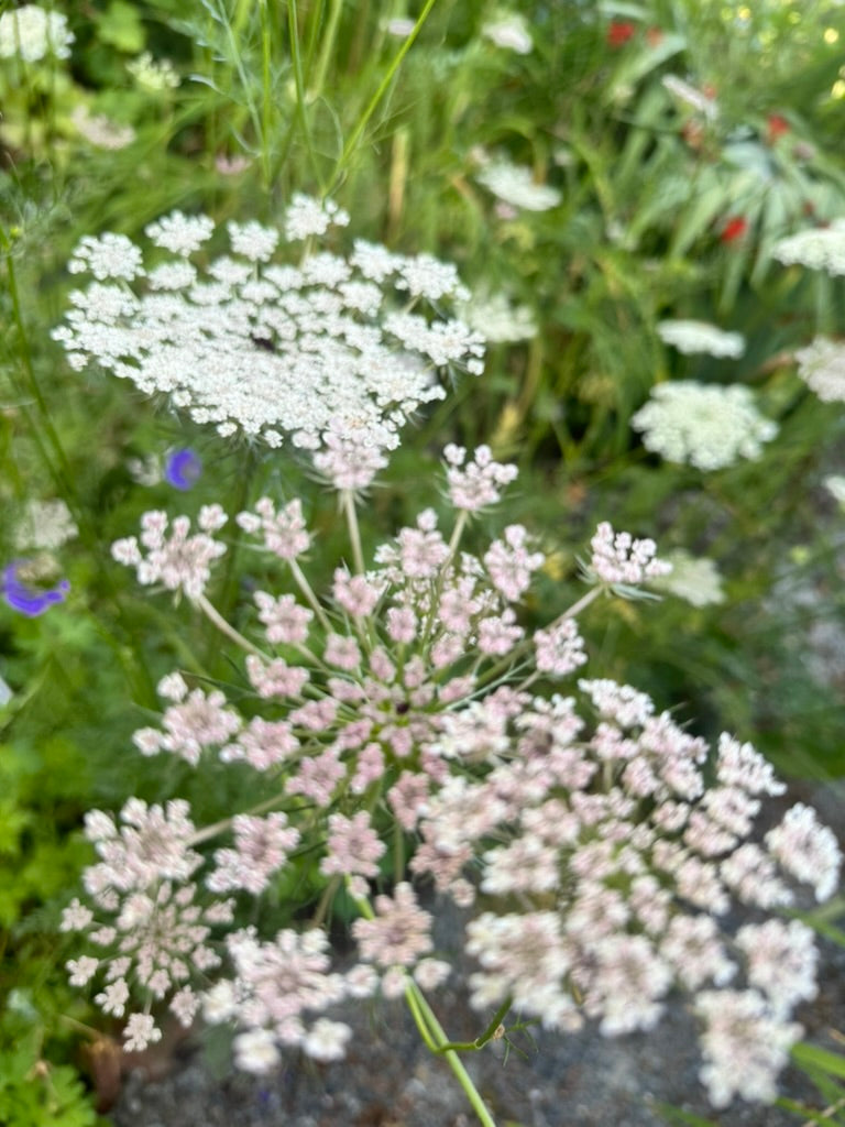 Daucus - Wild Carrot