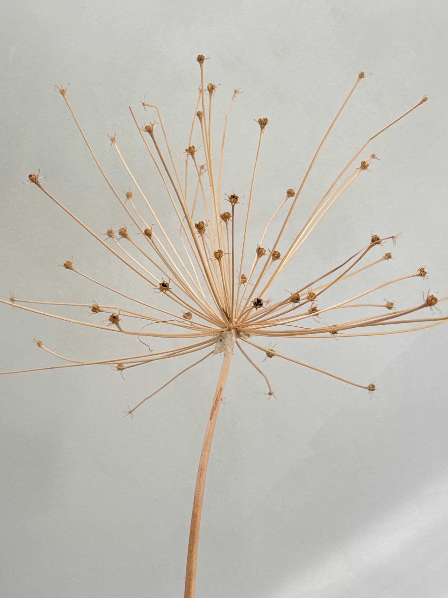 Allium - Schubertii Seed Head