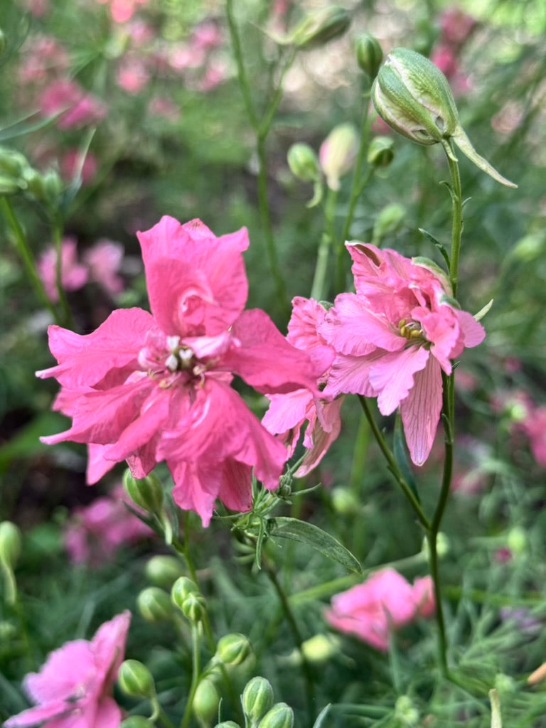 Larkspur - Salmon Beauty