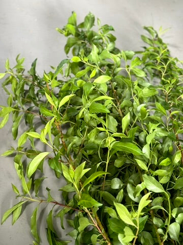 Forsythia foliage XL