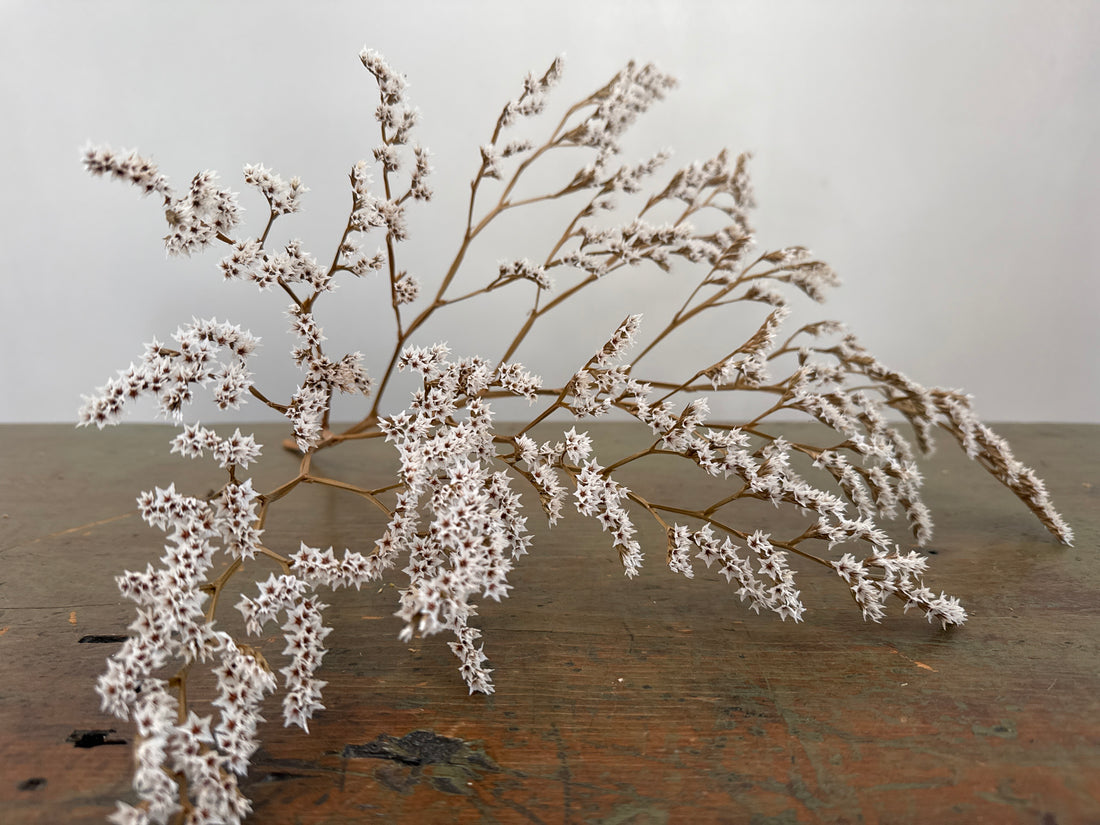 German Statice Sea Lavender - White (short)