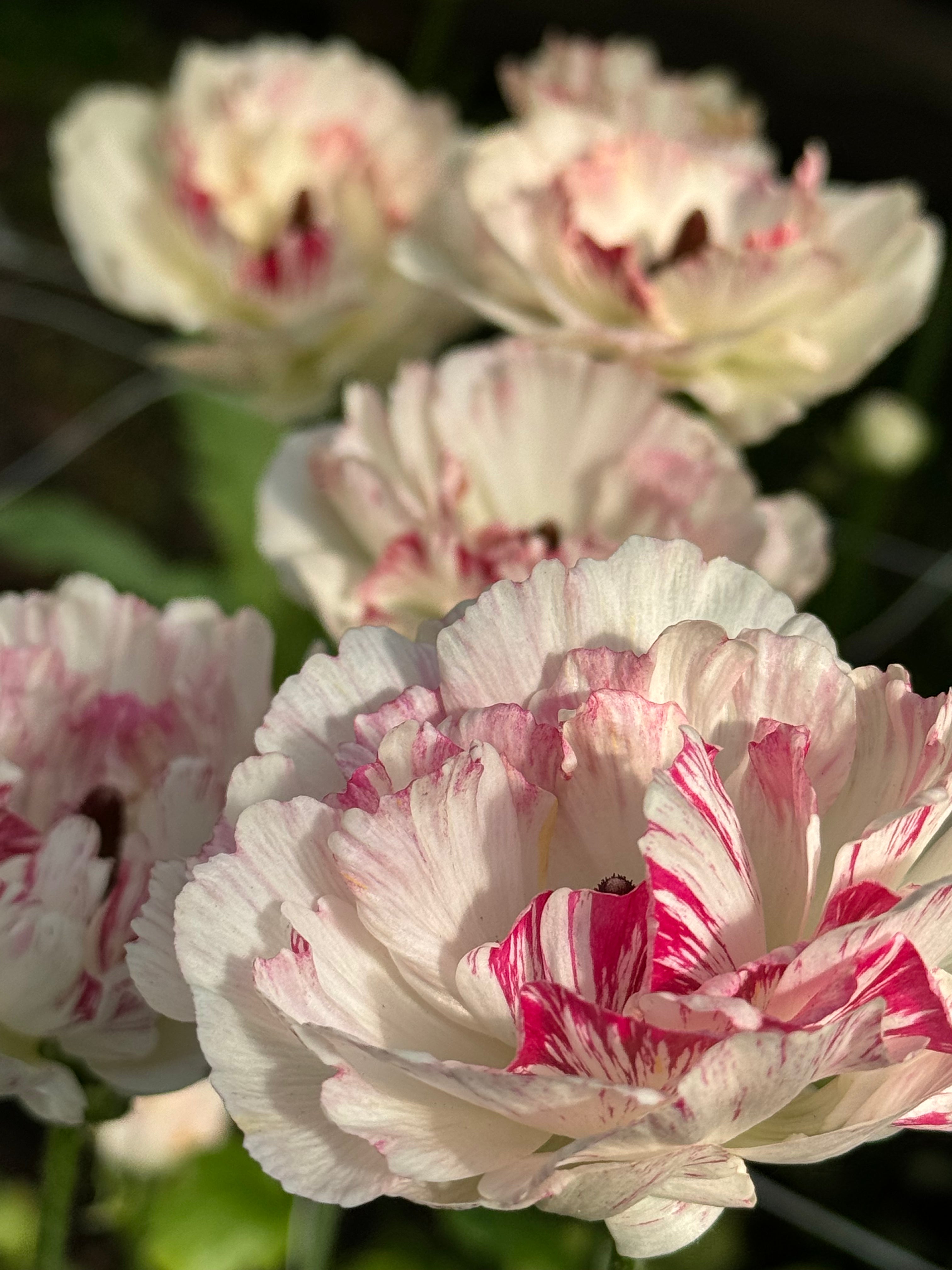 Ranunculus Cloni - Brushmark (open blooms)