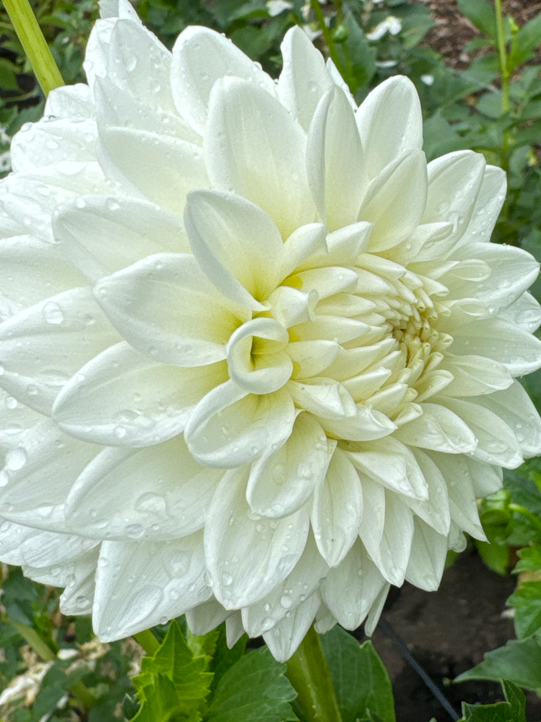 Dahlia - Blizzard