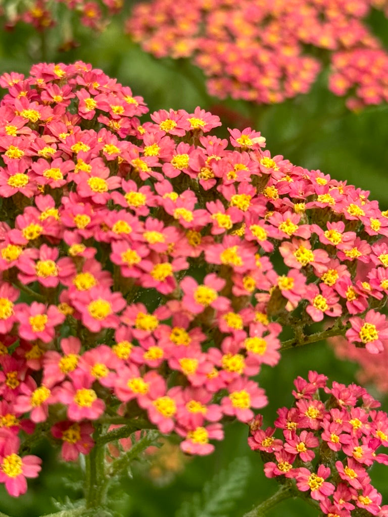 Yarrow - Salmon