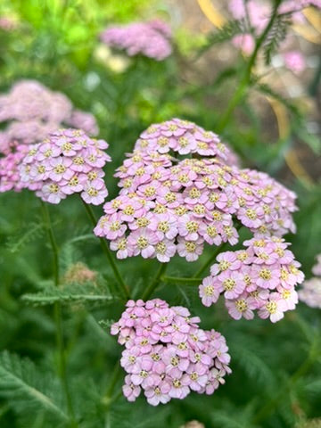 Yarrow - Pastel Pink
