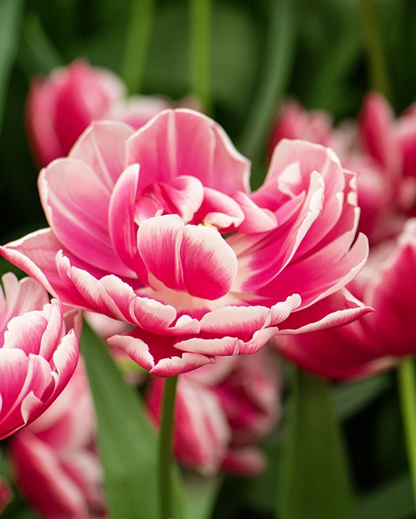 Tulip - Columbus