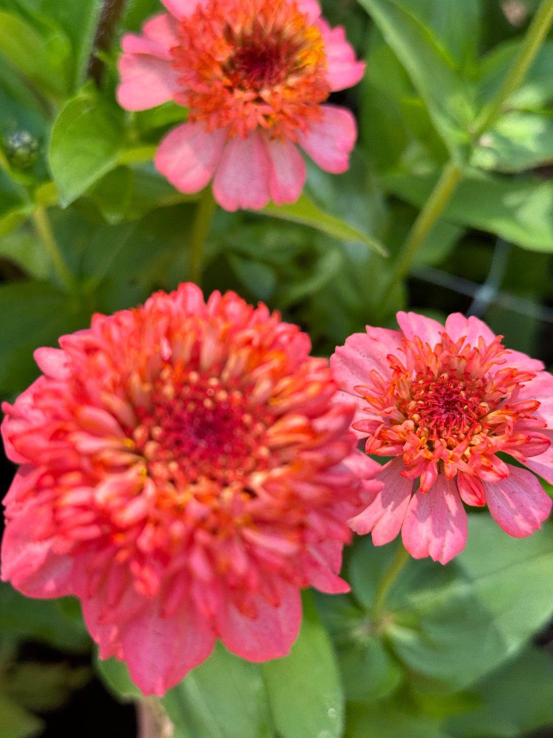 Zinnia - Zinderella Hot Peach