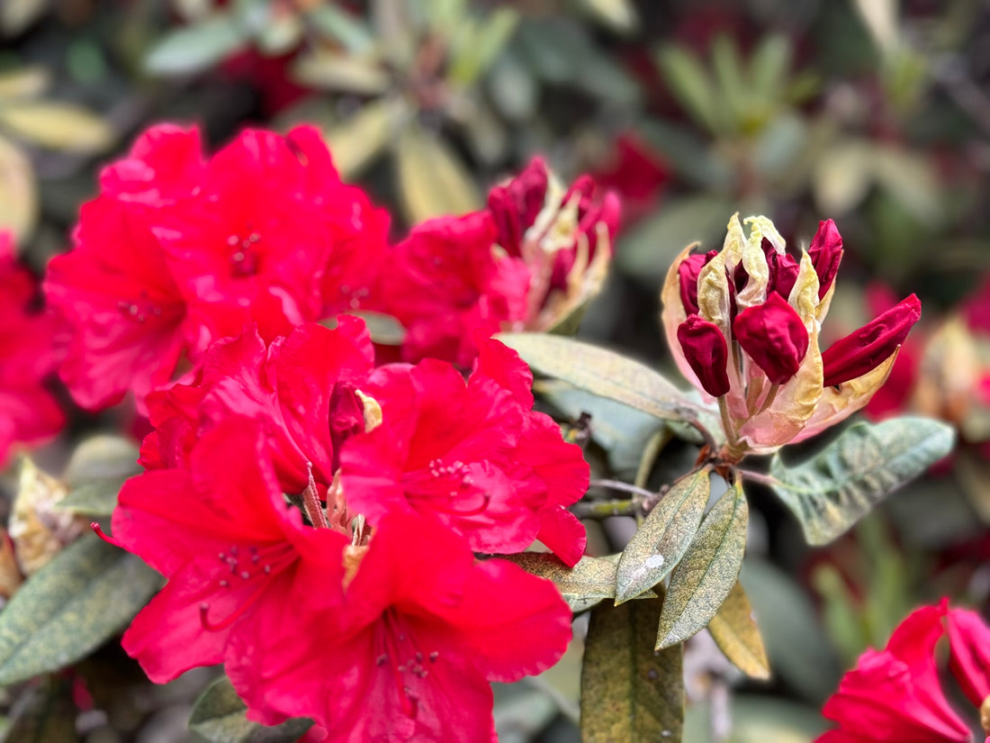 Rhododendron branches - Red blooms