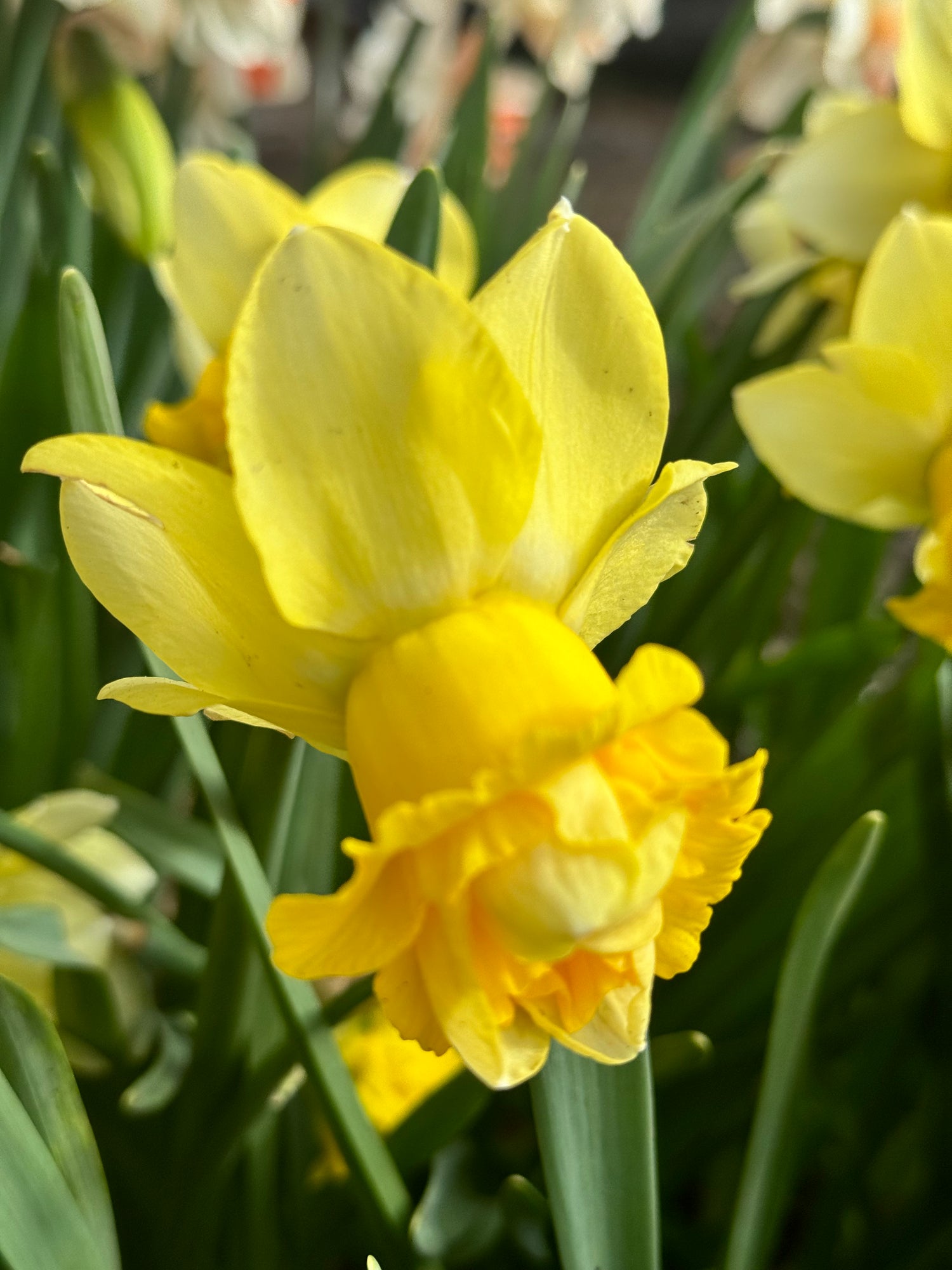 Narcissus - Art Design