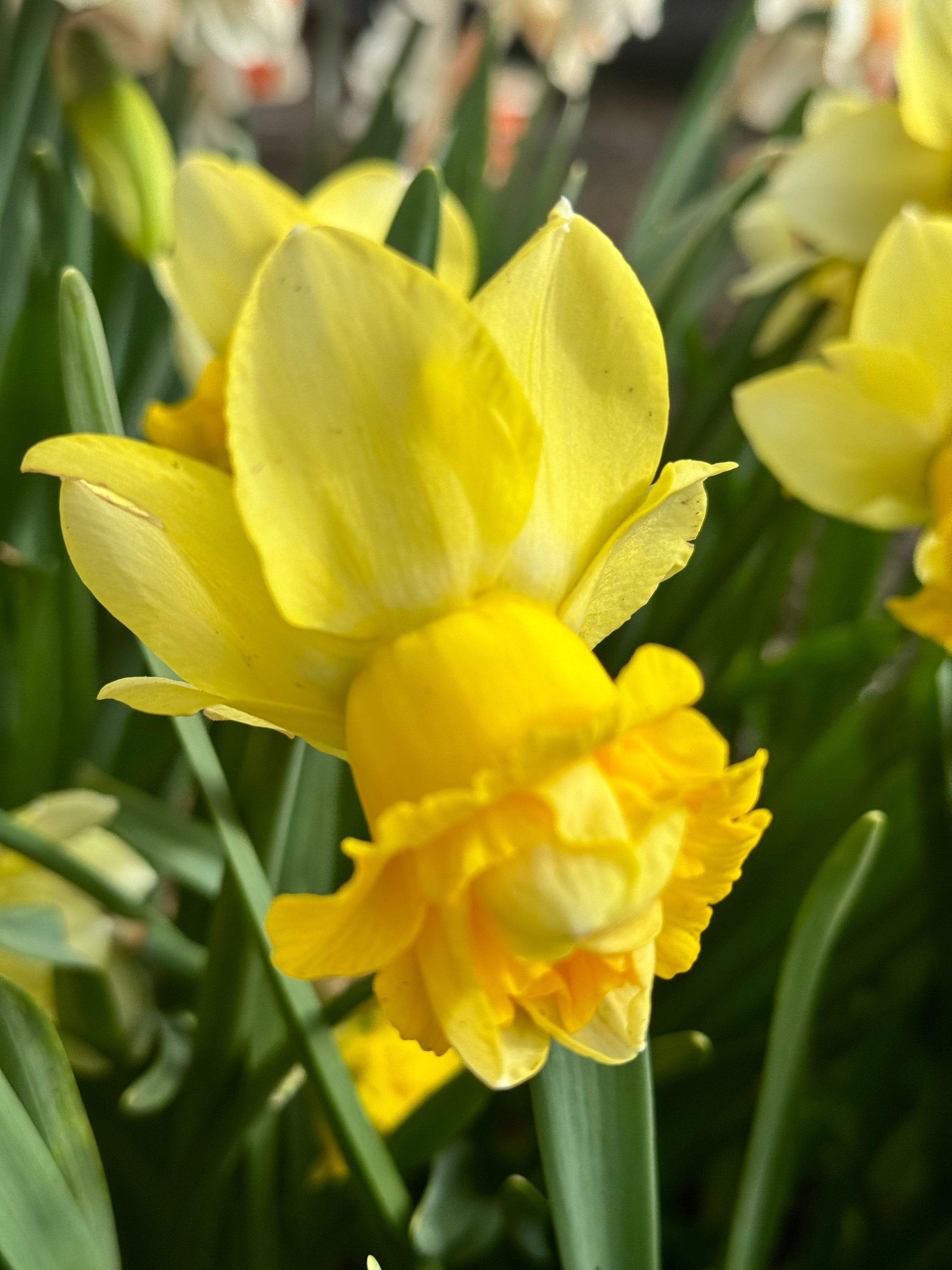 Narcissus - Art Design