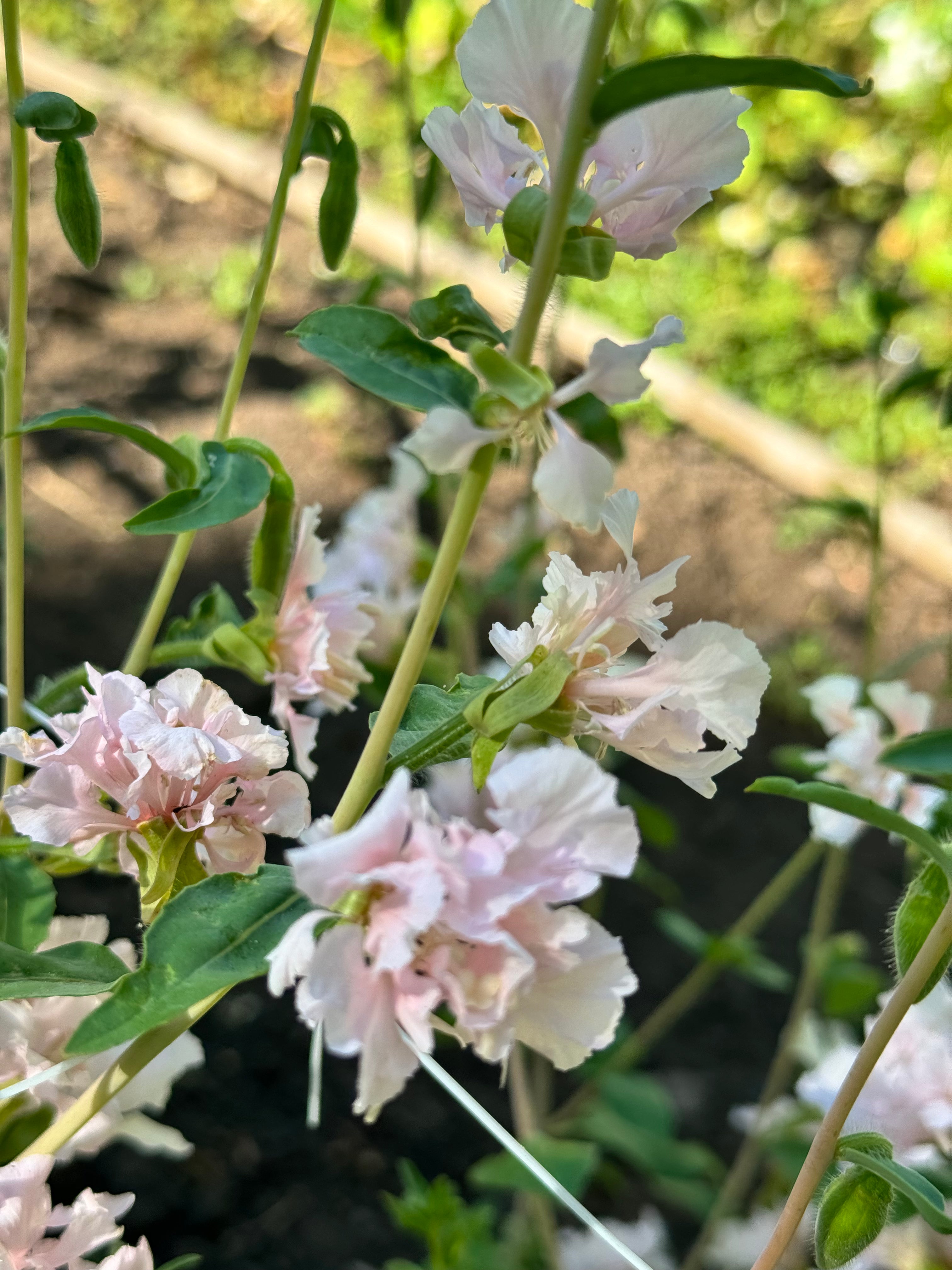 Clarkia Elegans Appleblossom