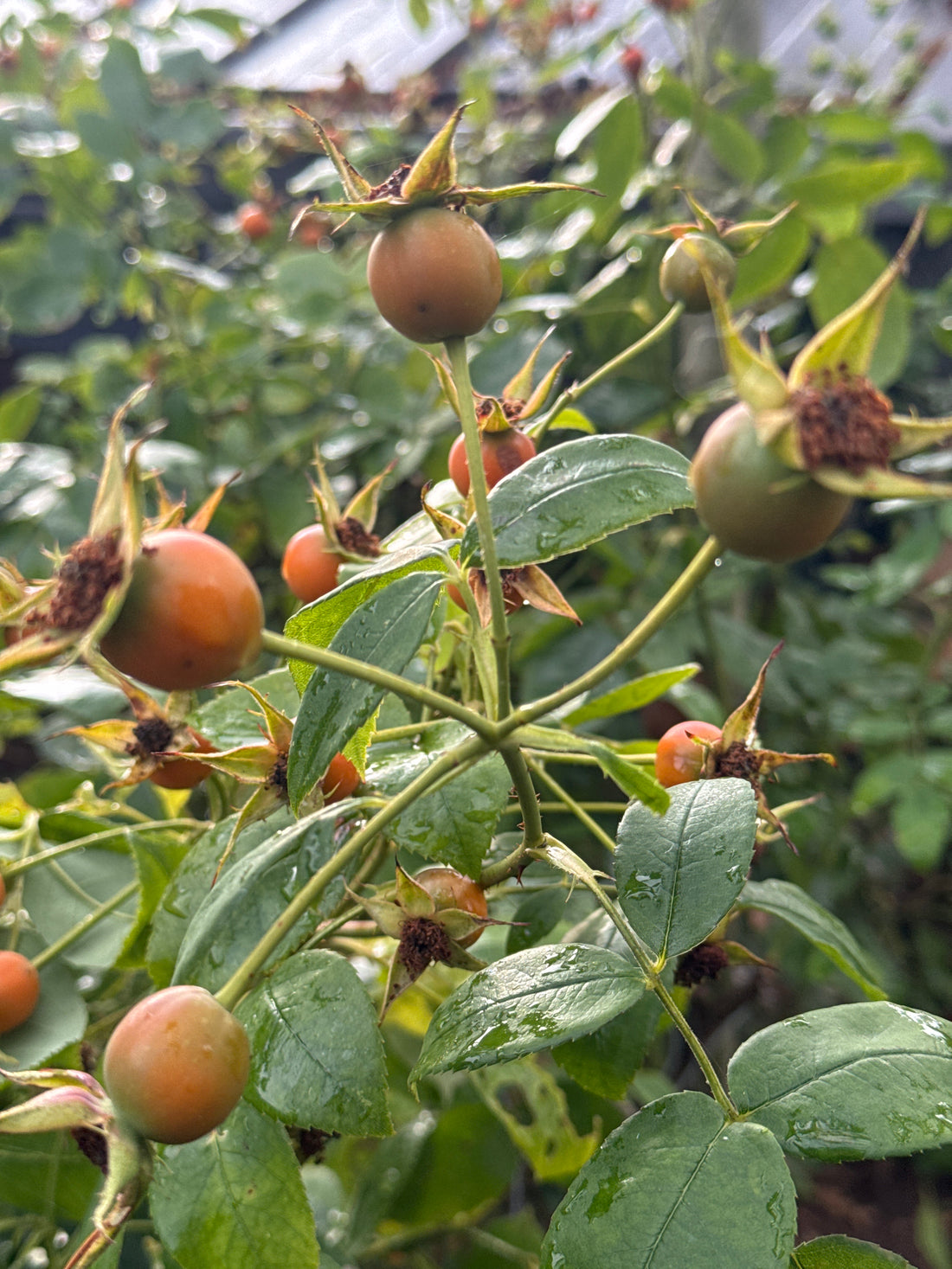 Rose Hips L