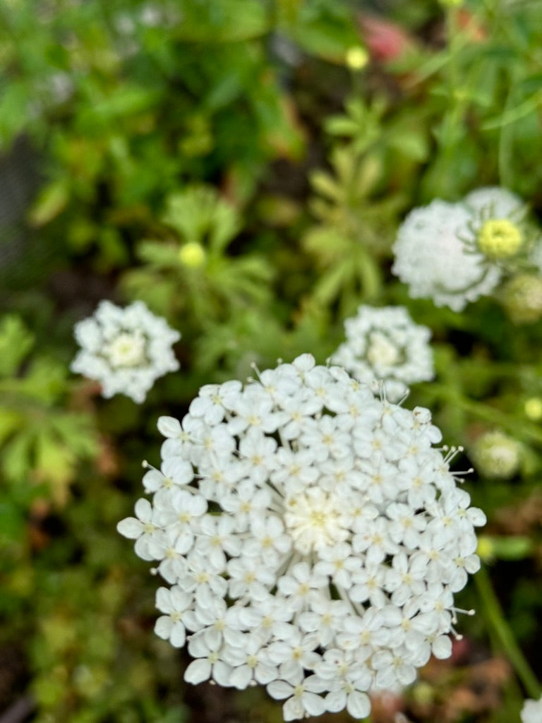 Didiscus - White Lace Flower