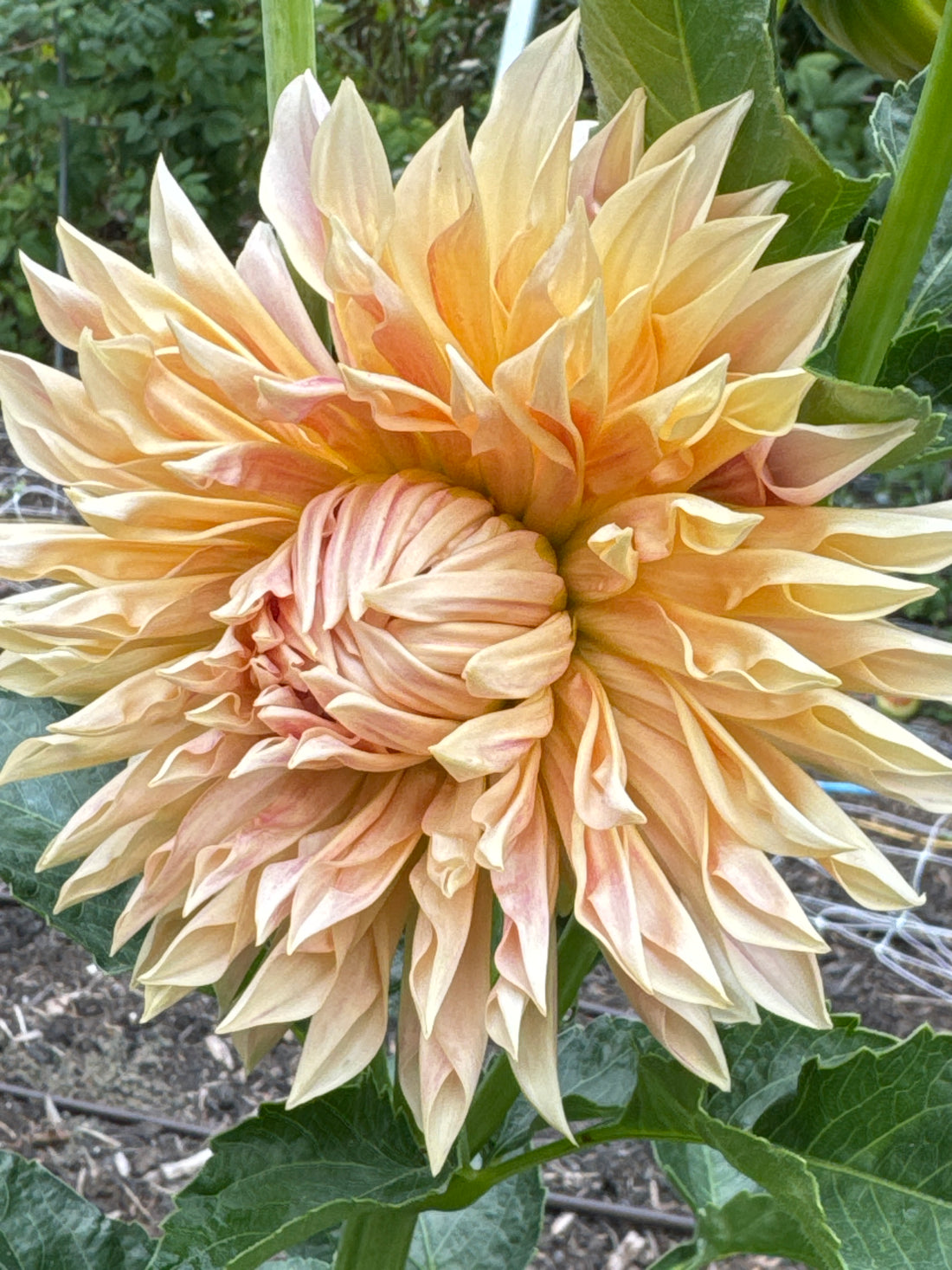 Dahlia - Café de Paris