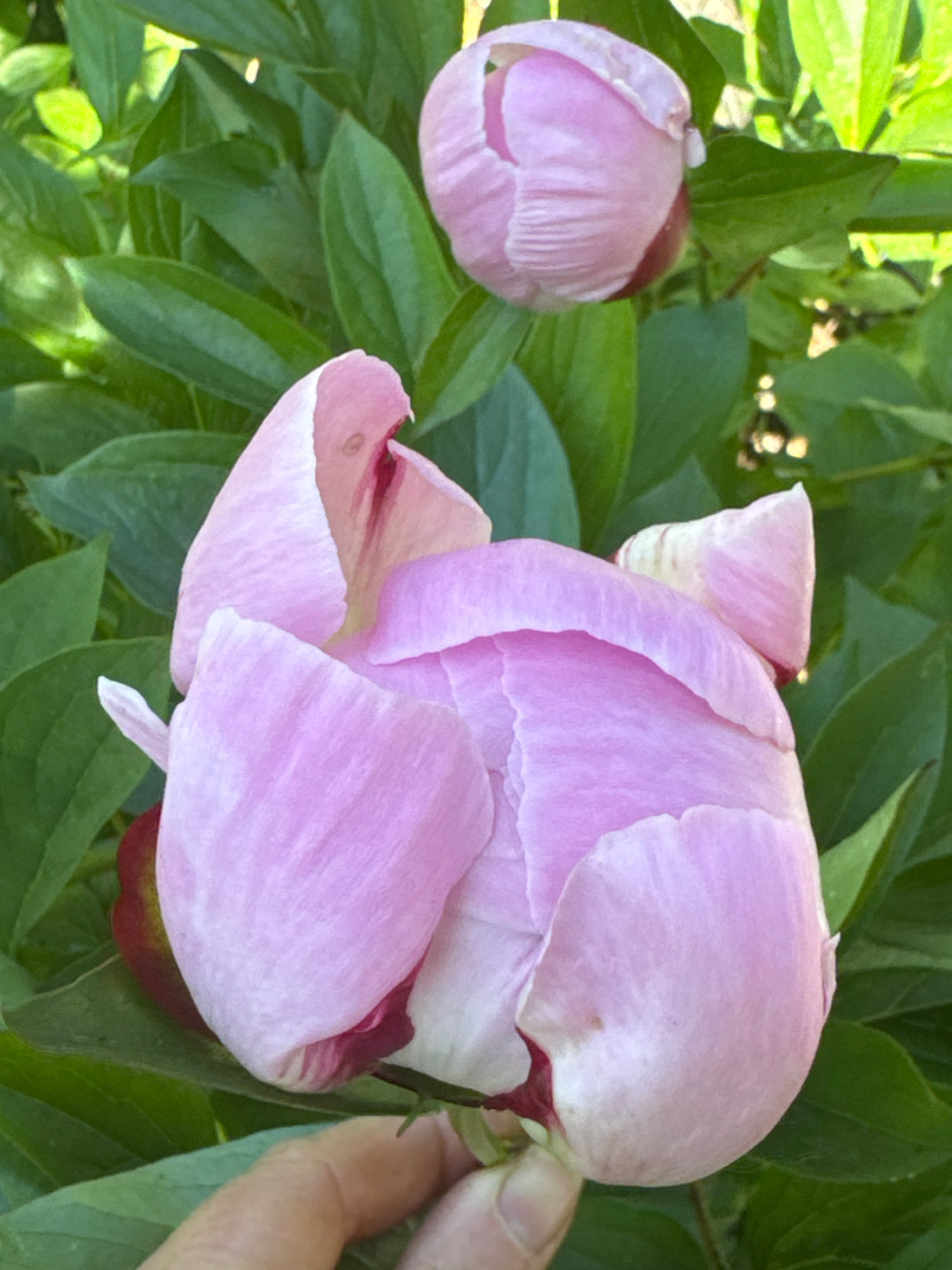 Peony - Pink
