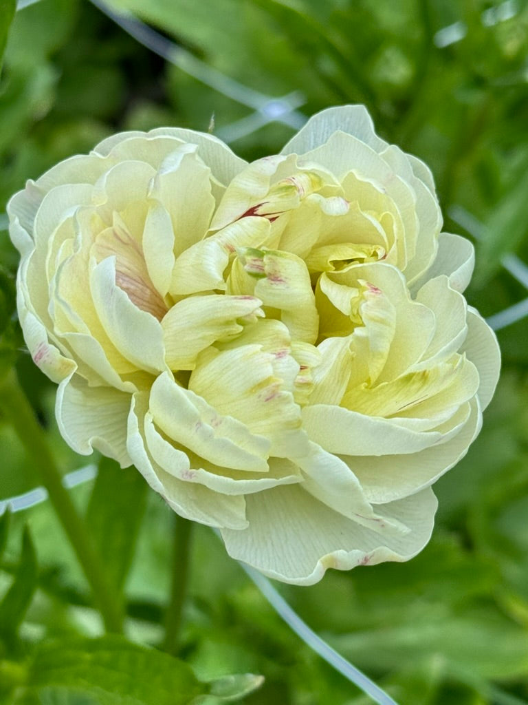 Ranunculus Butterfly - Ninos