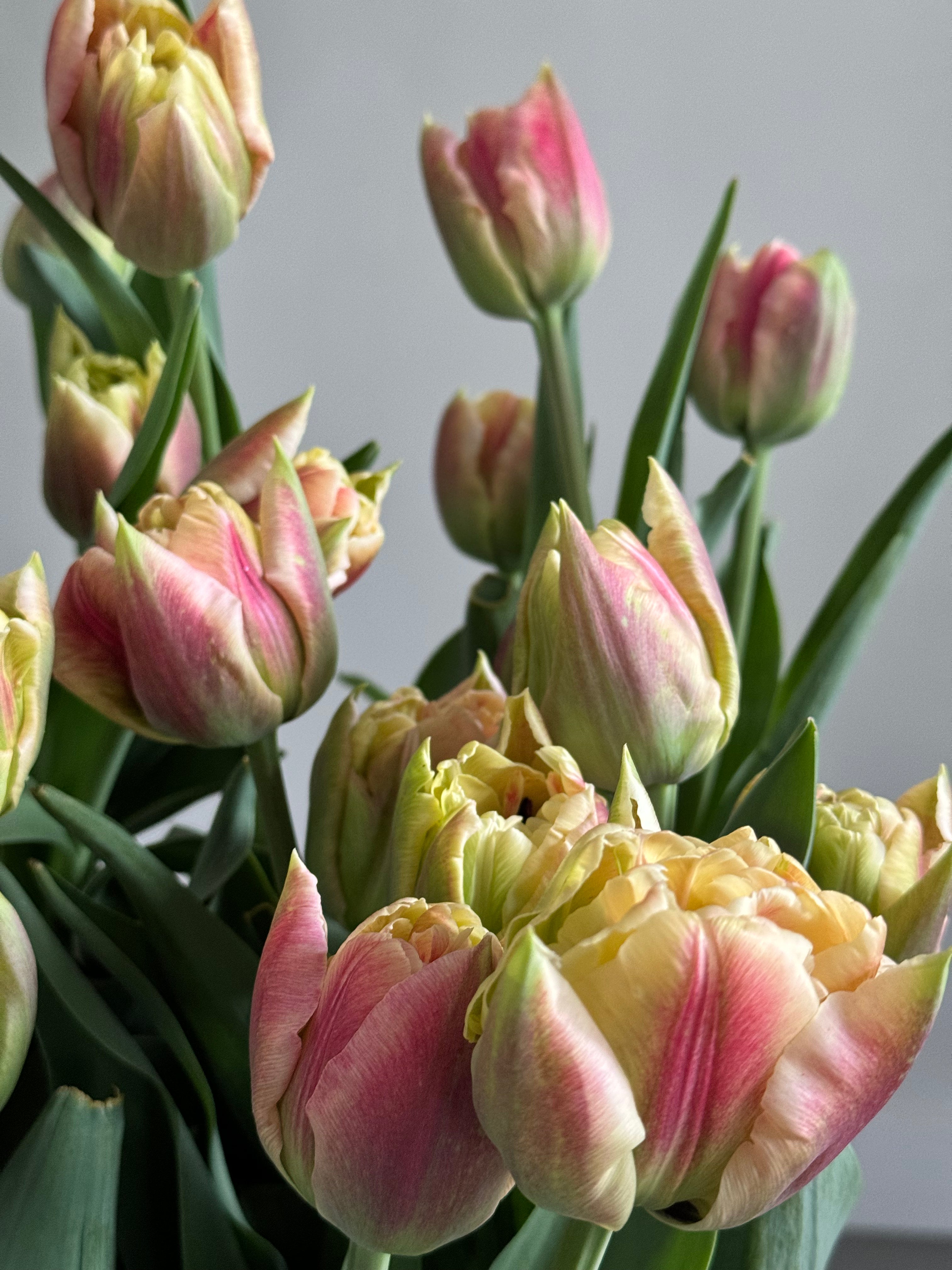 Tulip - Verona Sunrise