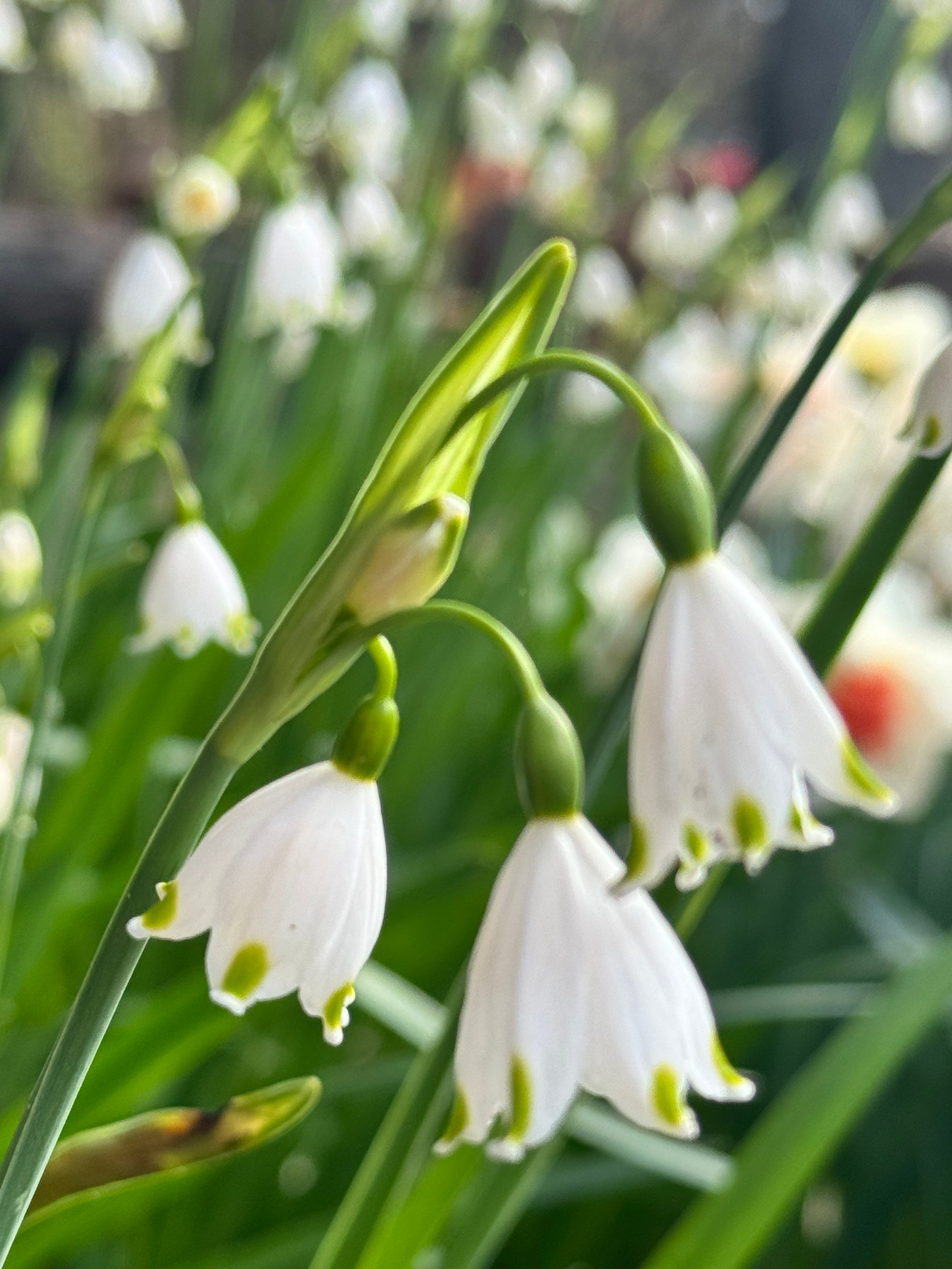 Leucojum Gravetye Giant
