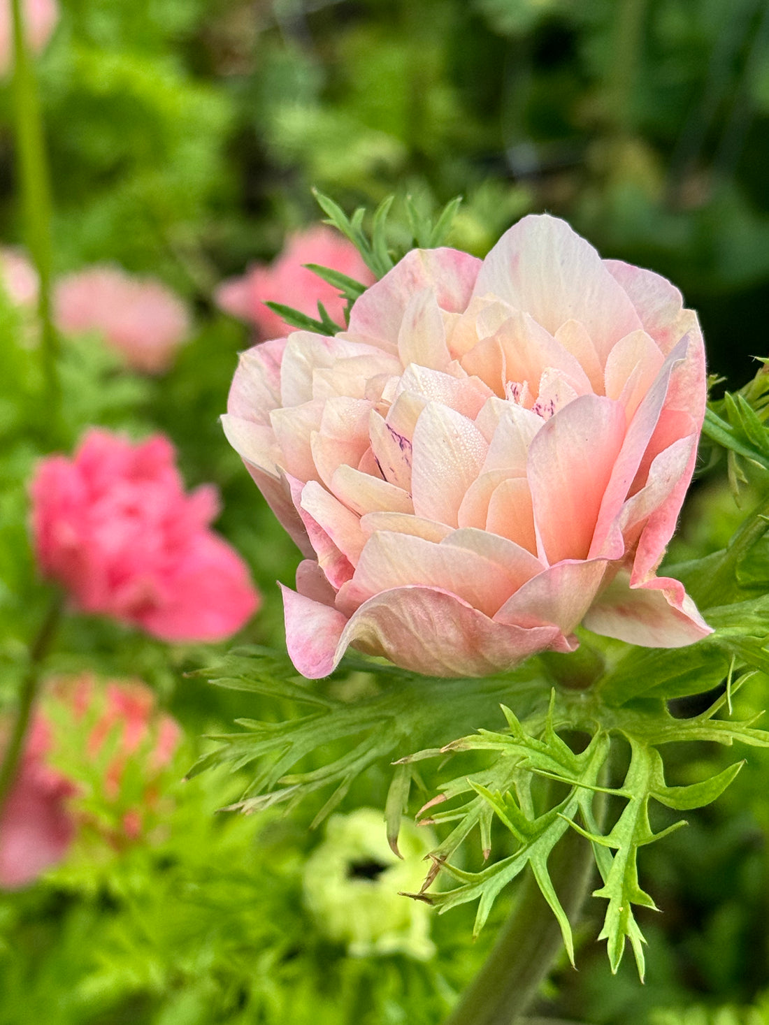 Anemone - Levante Rose Double