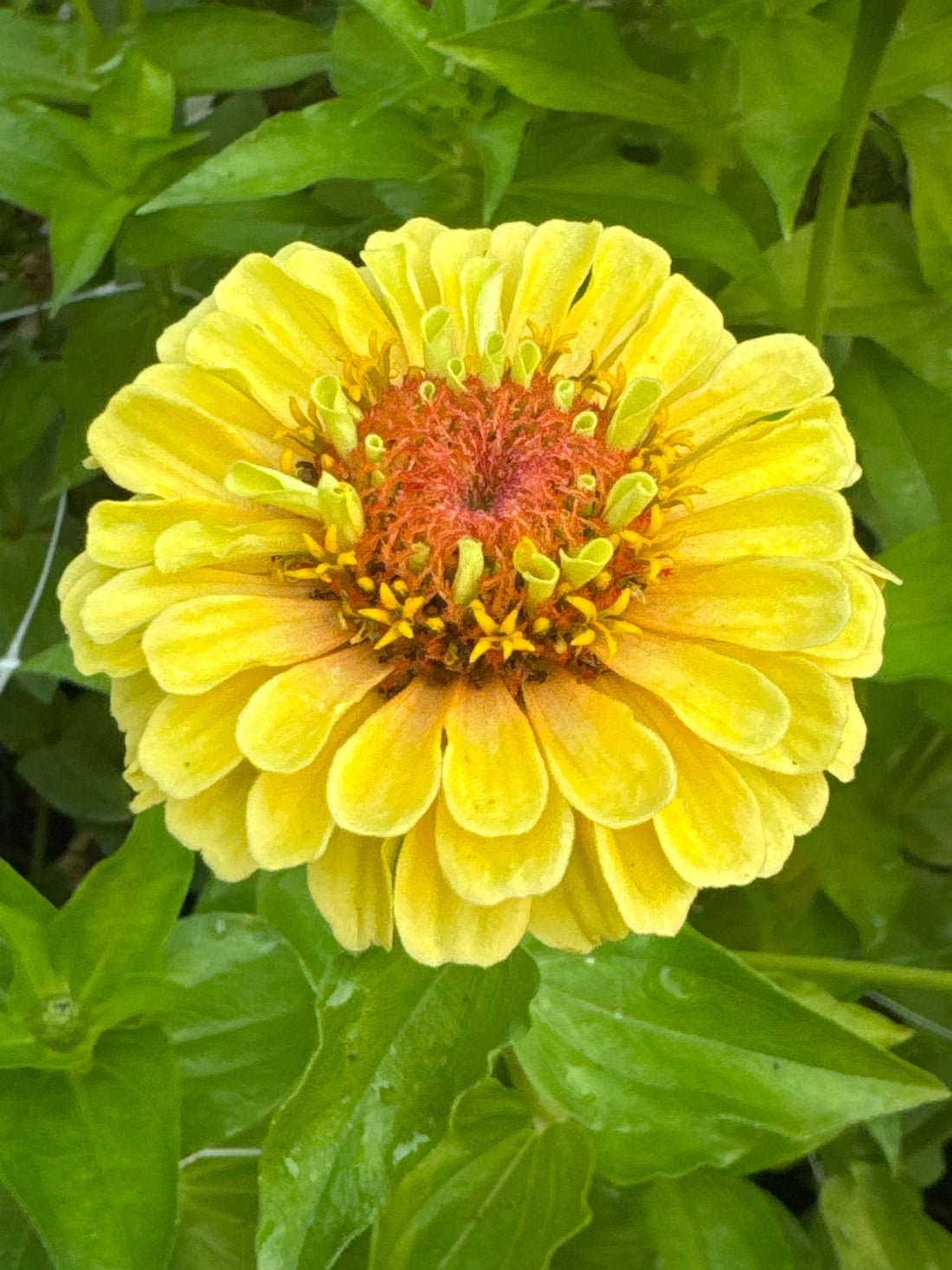 Zinnia - Queen Lemon Peach