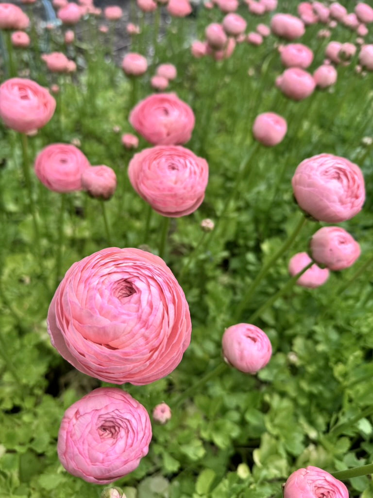Ranunculus - Success Nuance