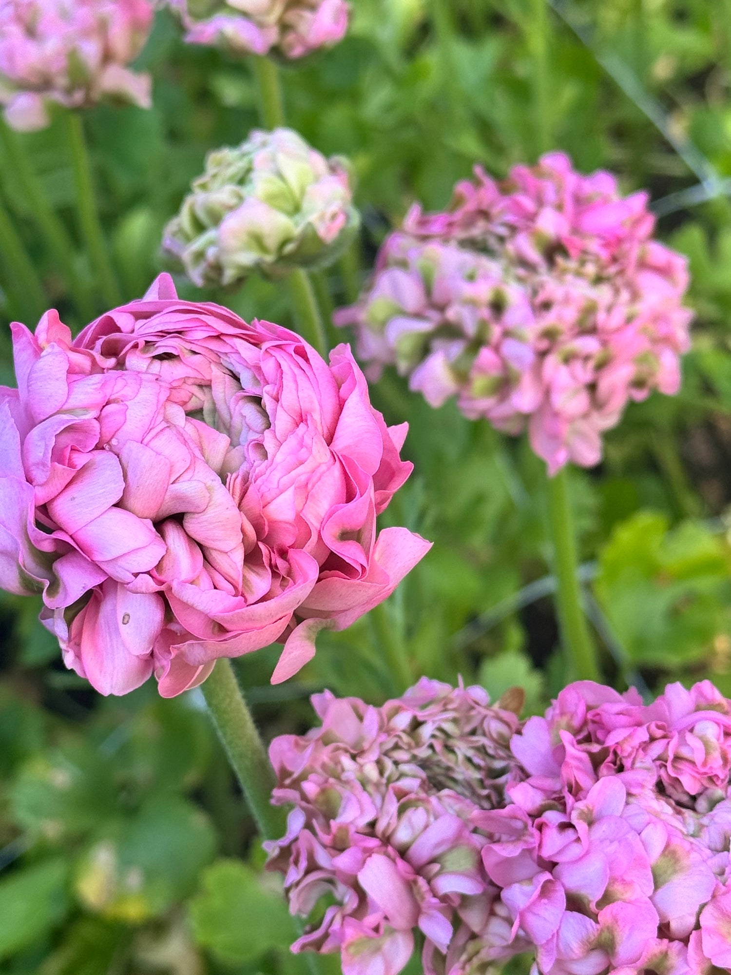 Ranunculus Cloni - Pon Pon Alice
