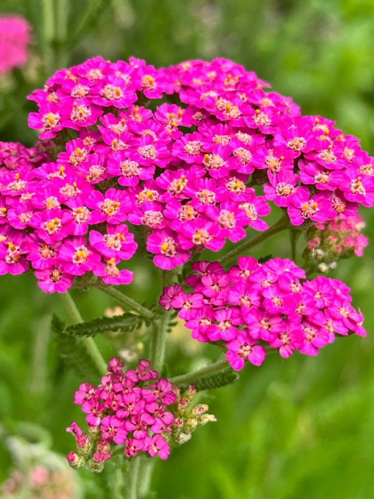 Yarrow - Hot Pink