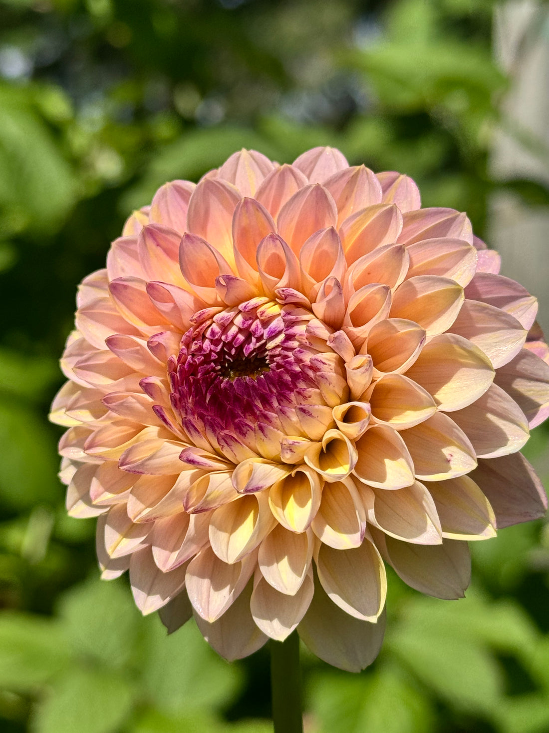 Dahlia - Wine Eyed Jill