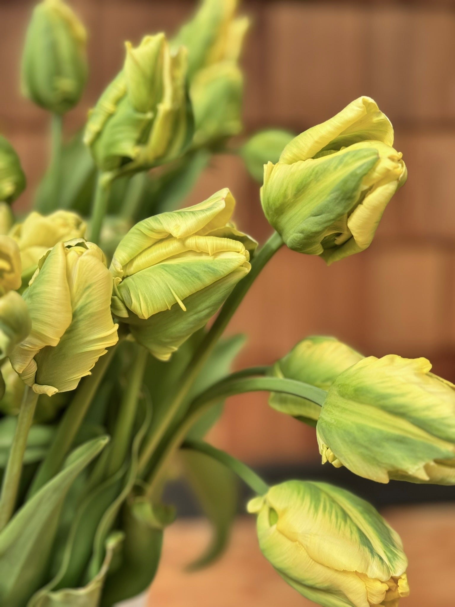 Tulip - Yellow Madonna