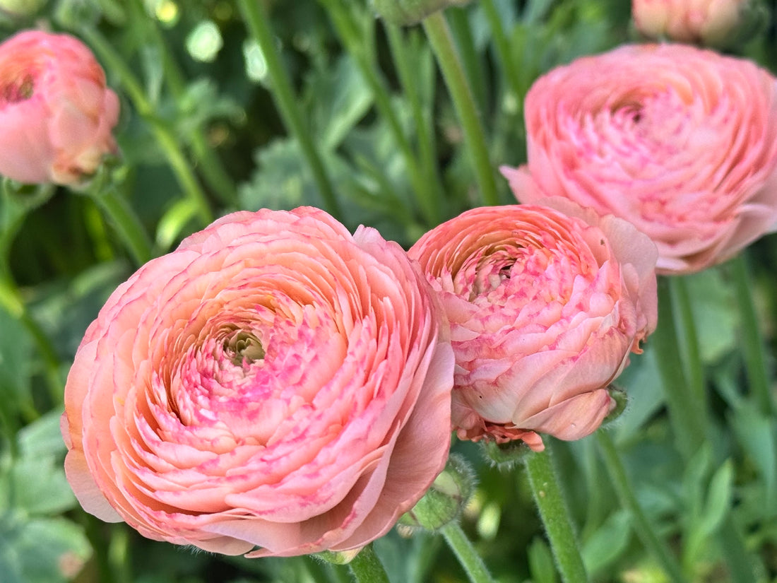 Ranunculus Cloni - Success Tuareg