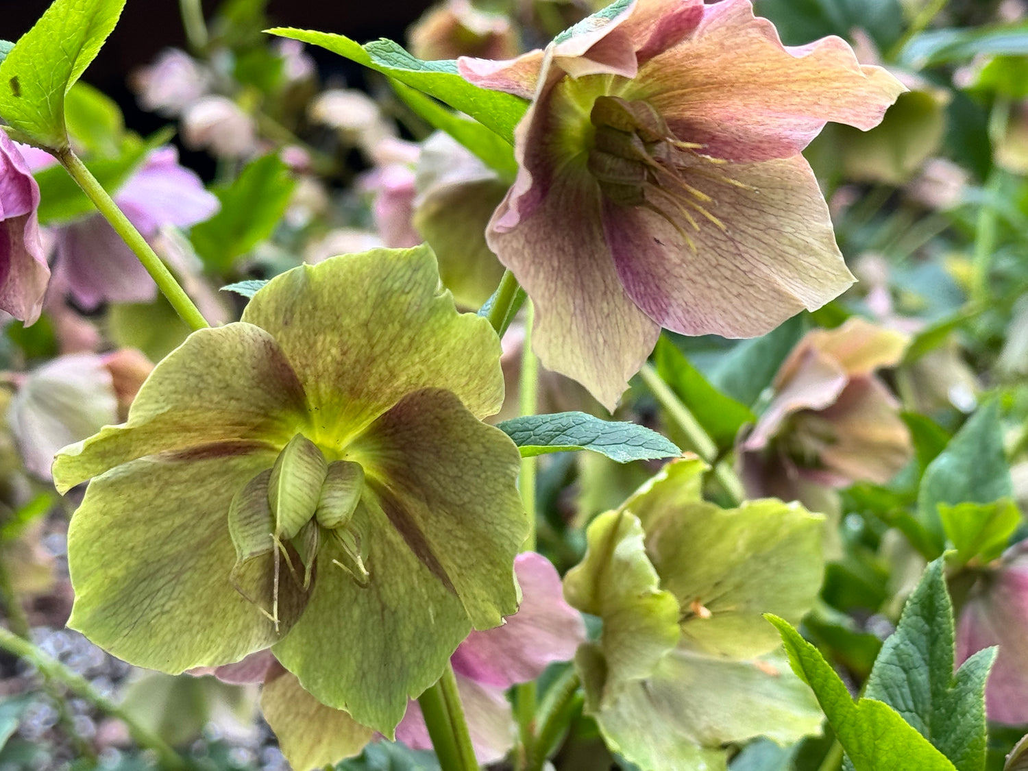 Hellebores - pink