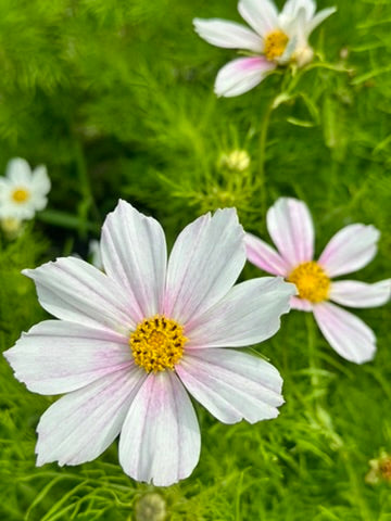 Cosmos - Versailles