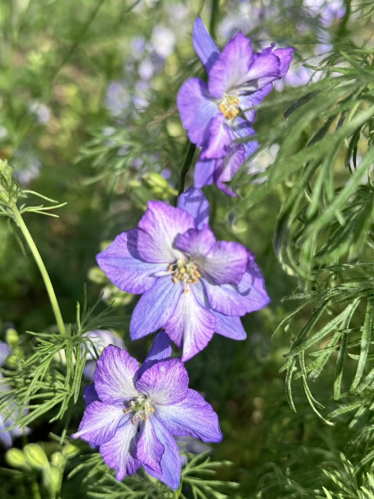 Larkspur - Frosted Skies