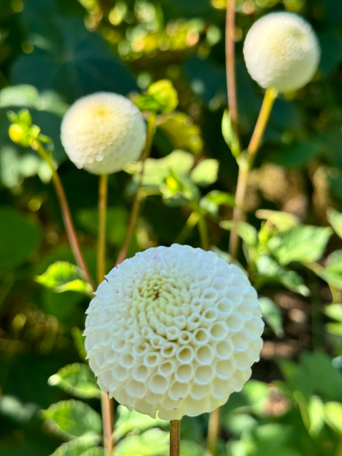 Dahlia - Small World