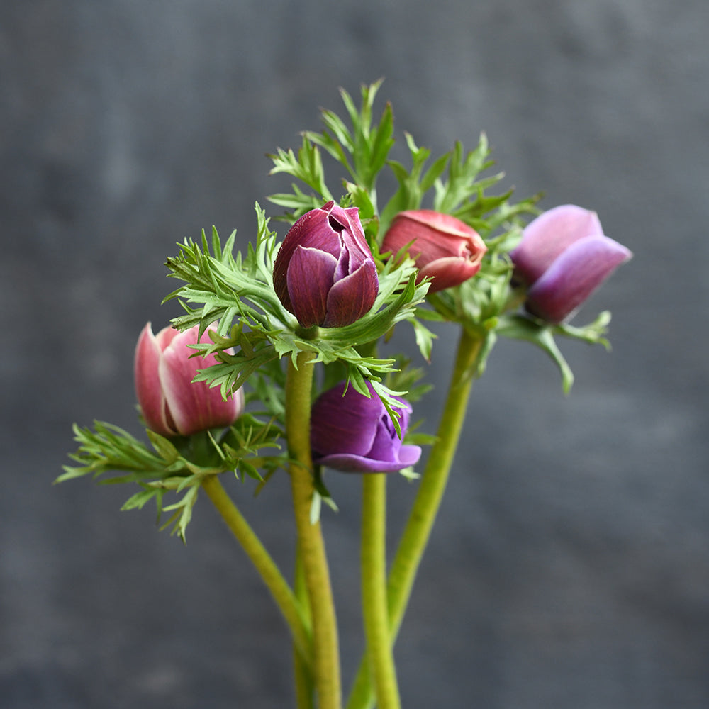Anemone - Mistral Plus Rarity