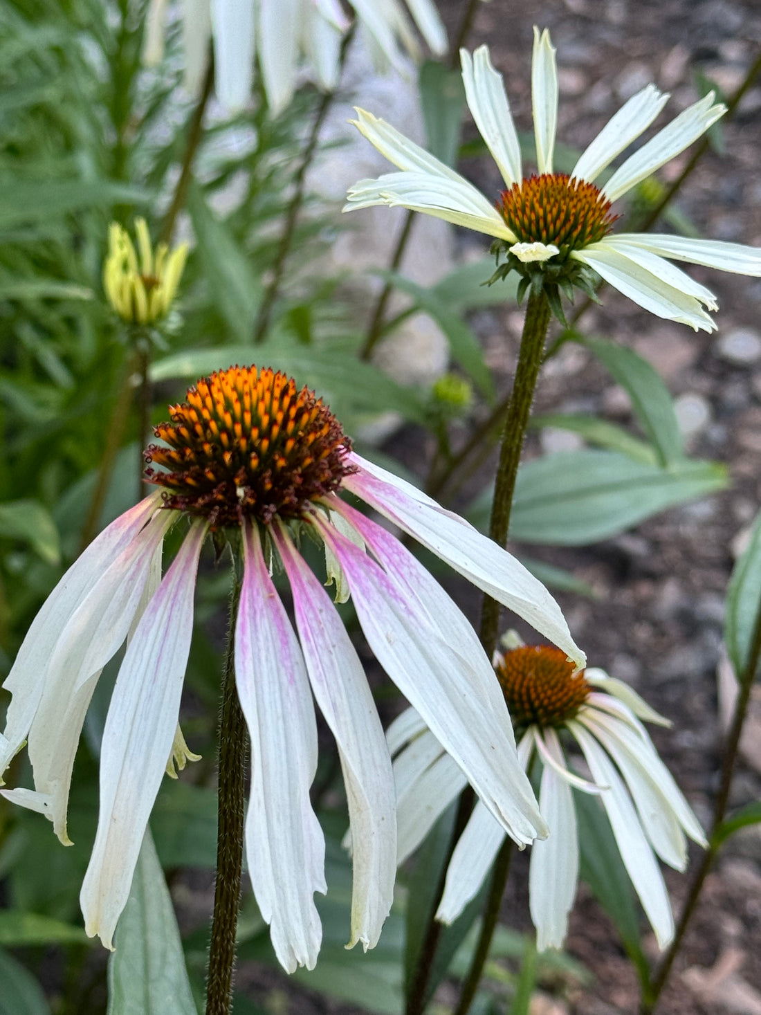 Echinacea - Pretty Parasol