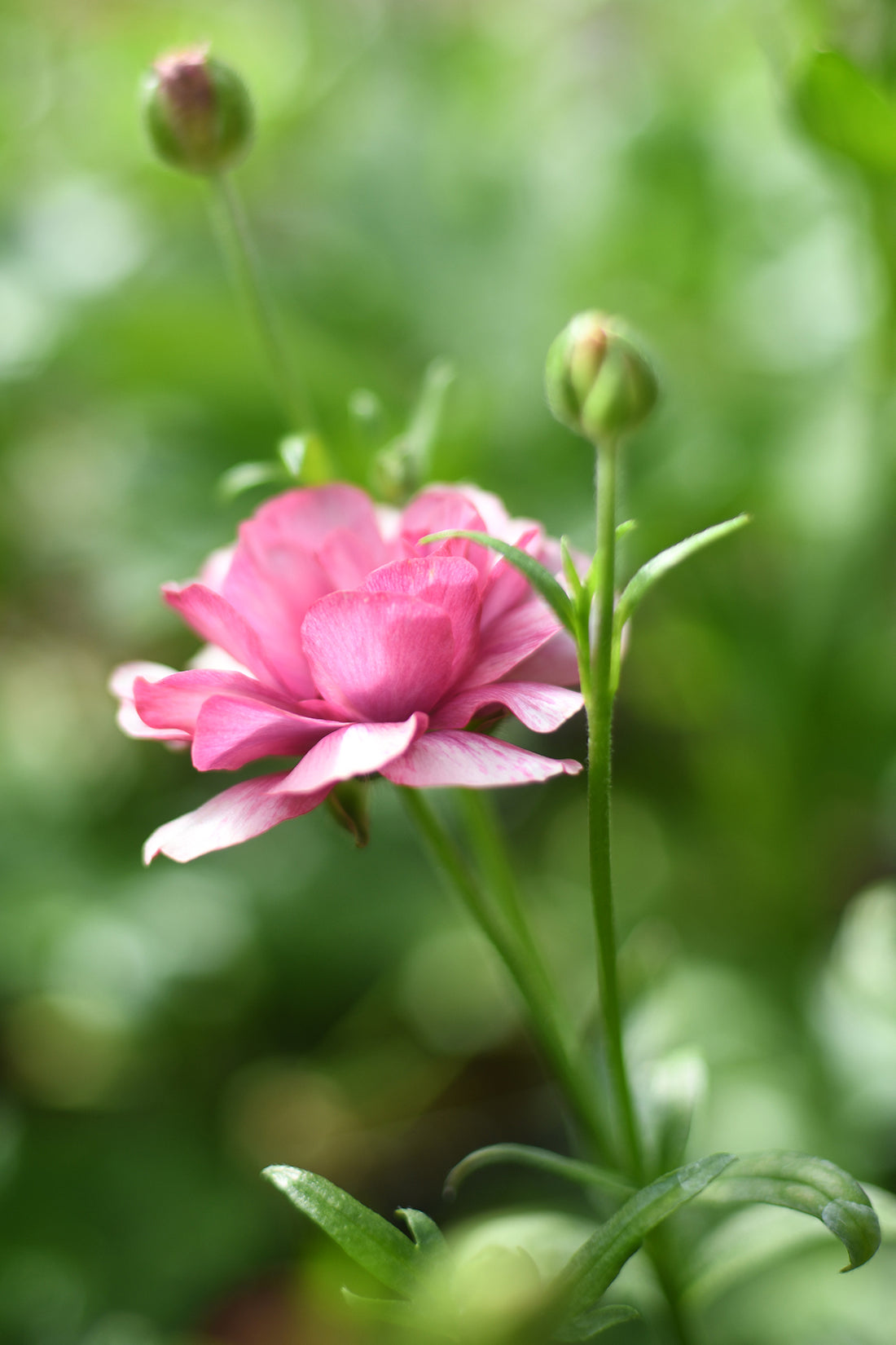 Ranunculus Butterfly - Thiva