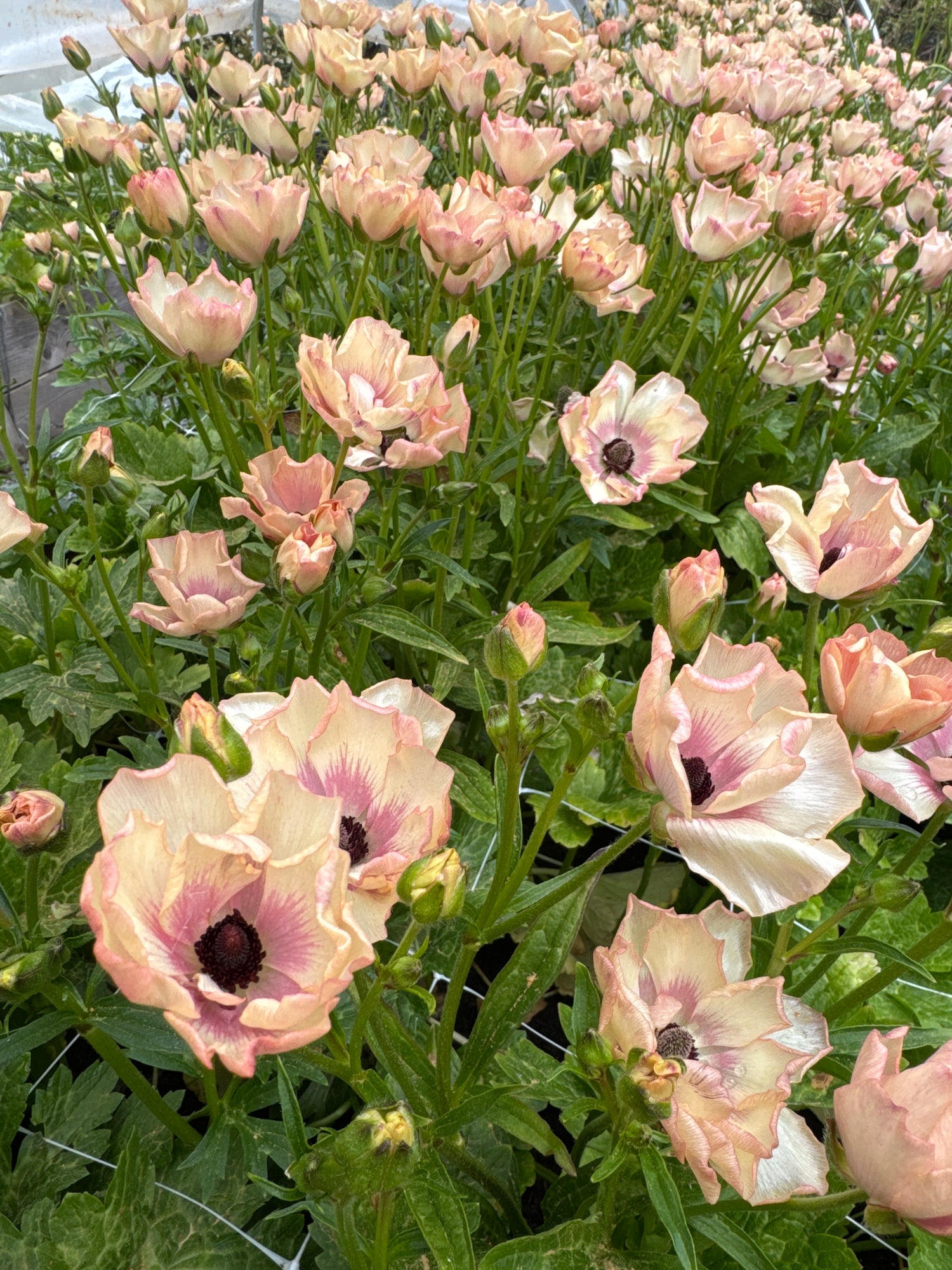 Ranunculus Butterfly - Hestia