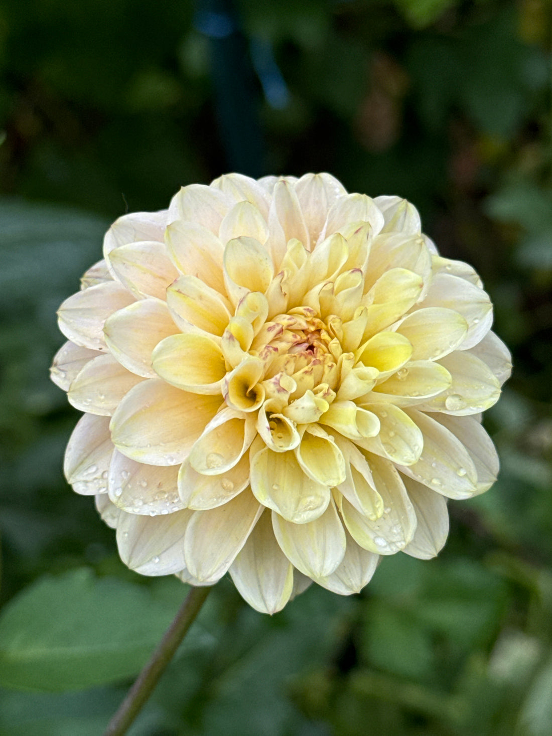 Dahlia - Wine Eyed Jill