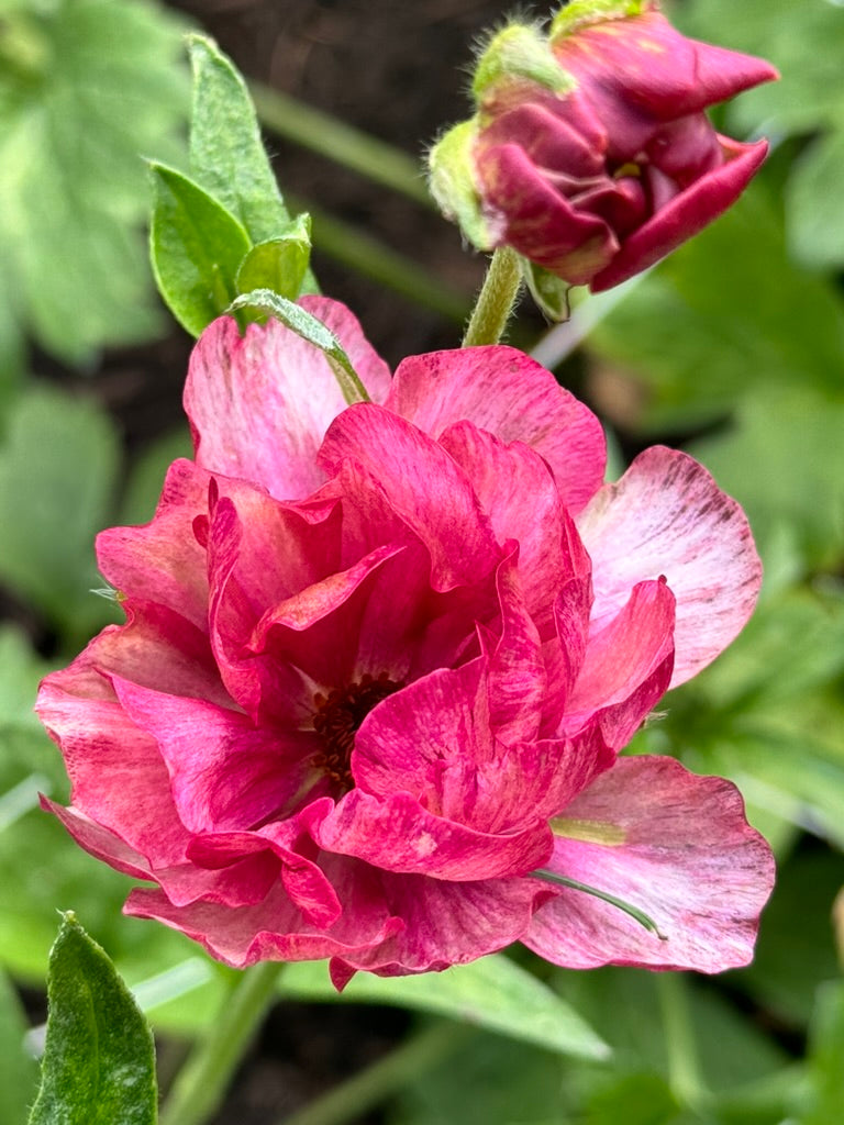 Ranunculus Butterfly - Thiva