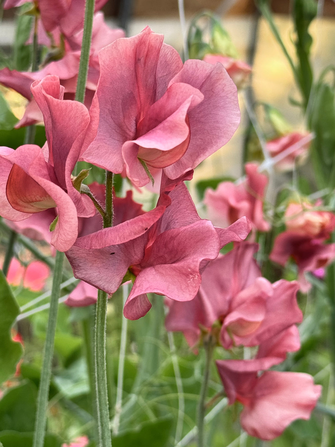 Sweet Pea, vining - King&