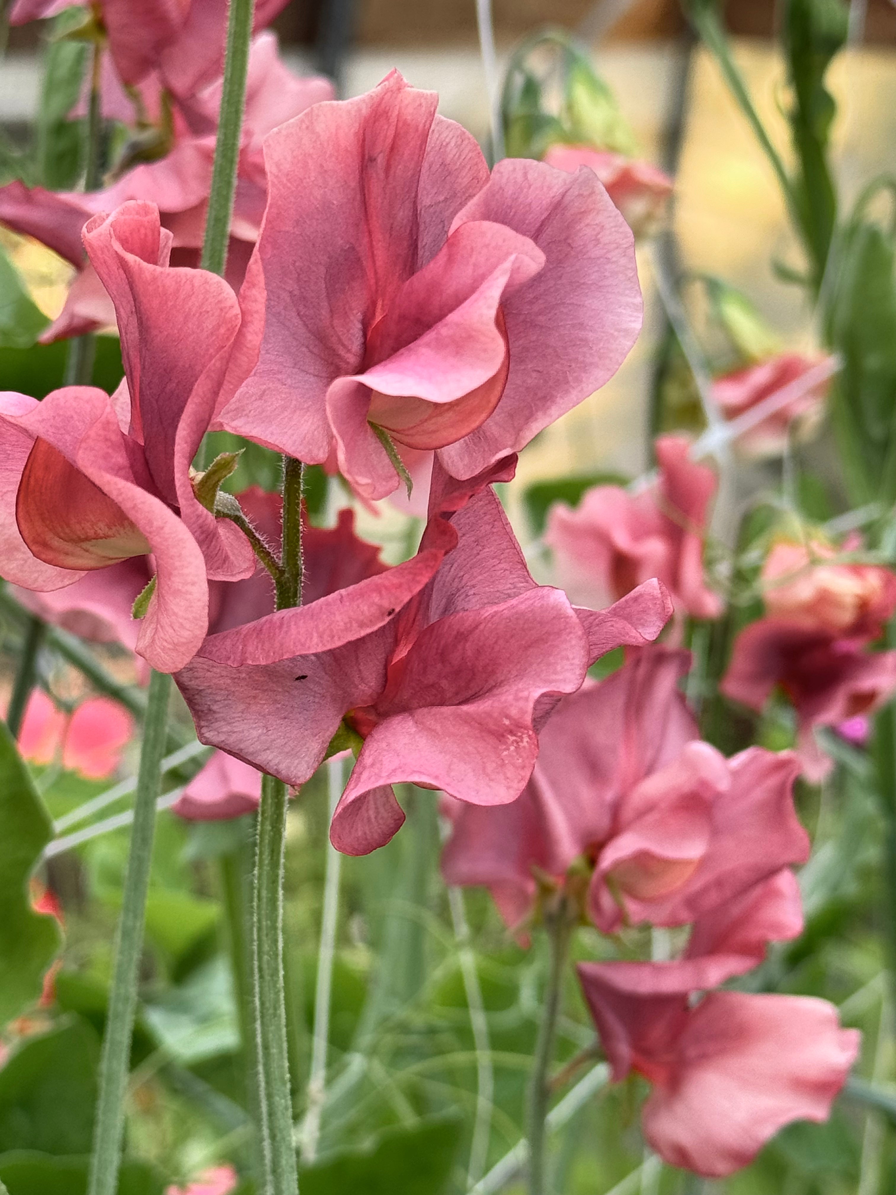 Sweet Pea, vining - King&