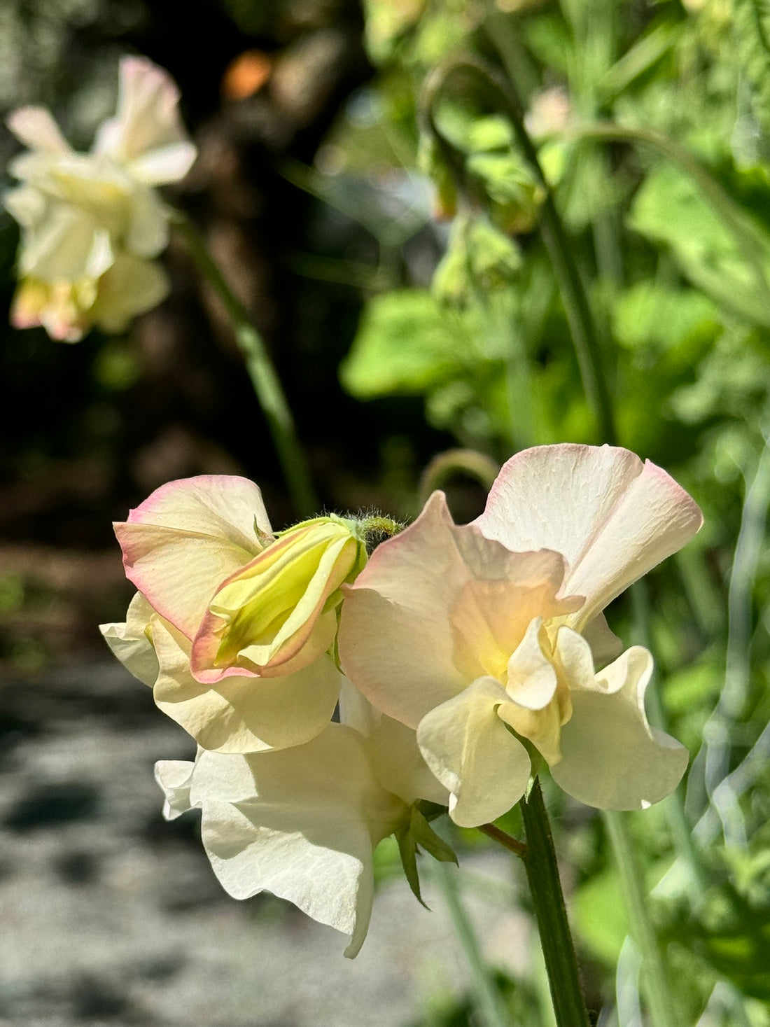 Sweet Pea, vining - Piggy Sue